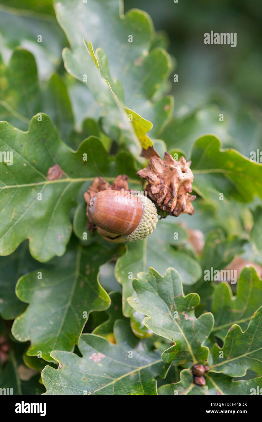 Quercus Robur. Knopper Gallen an die Reife Frucht Eichel von der Stieleiche Stockfoto