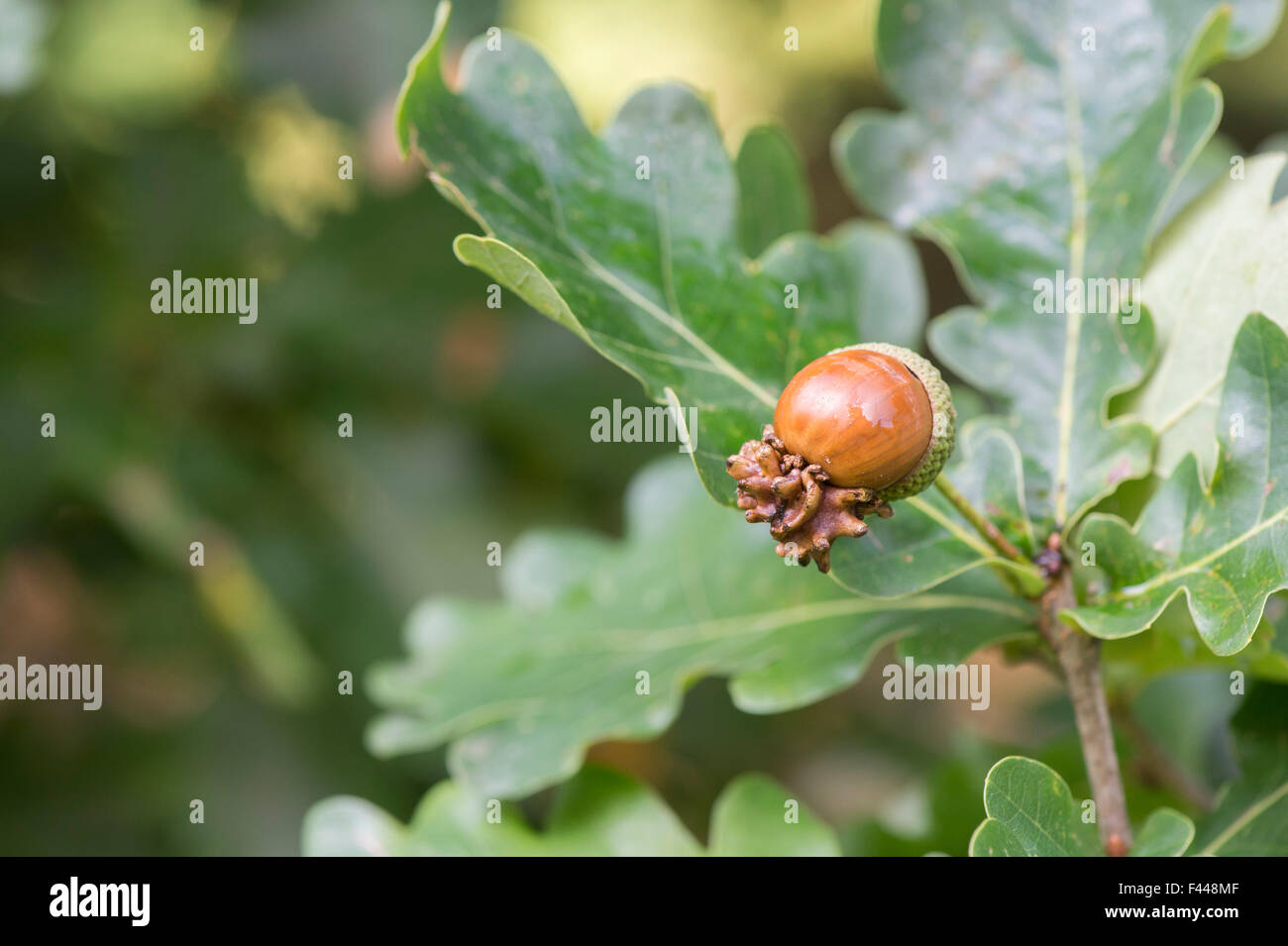 Quercus Robur. Knopper Gallen an die Reife Frucht Eichel von der Stieleiche Stockfoto