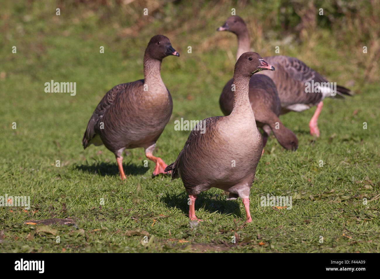 Pink-footed Gänse (Anser Brachyrhynchus). Vorderen Vogel in juvenilen, unreif oder ersten Winterkleid Center. Stockfoto