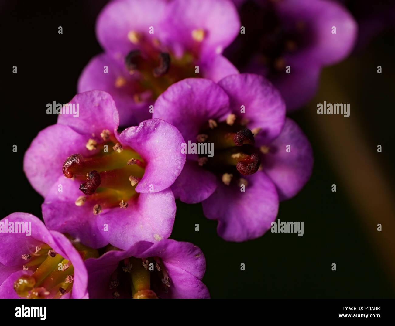 Frühling Blumen Bergenie. im Freien Schuss Stockfoto