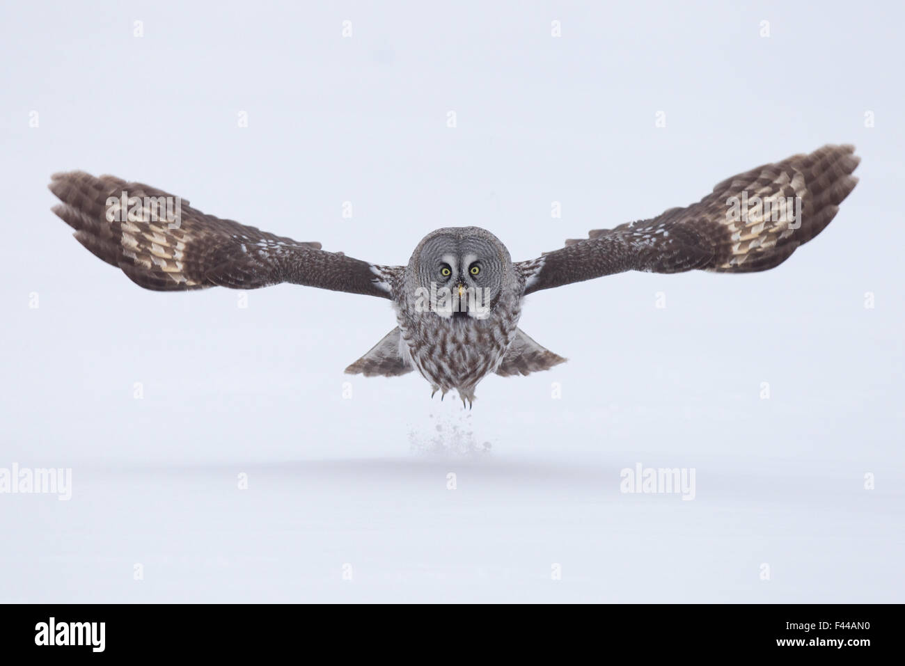 Bartkauz (Strix Nebulosa) ausziehen aus dem Boden im Schnee, Finnland, April. Exlibris von Danny Green "die lange Reise nach Norden" Stockfoto