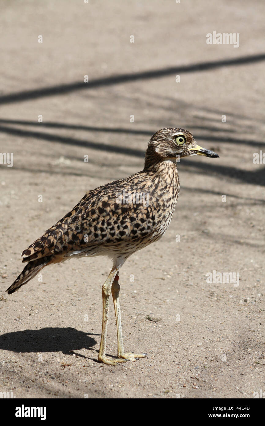 Gefleckte thick-knee Stockfoto