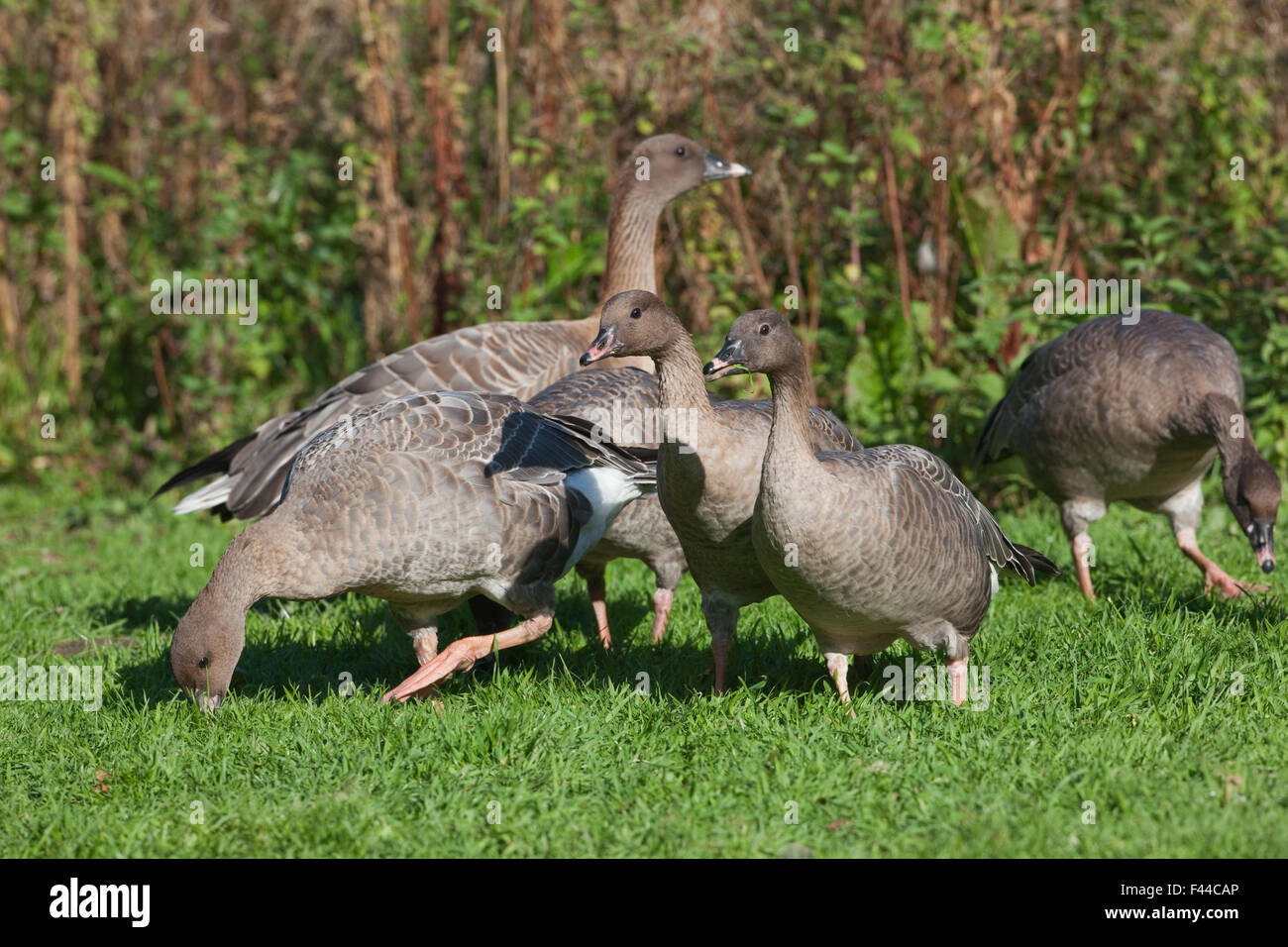 Pink-footed Gänse (Anser Brachyrhynchus). Familiengruppe. Oktober. Vier Jugendliche fünf Monate alt. Stockfoto
