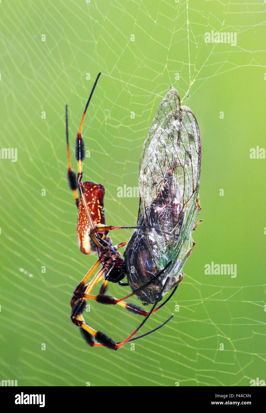 Eine weibliche Golden Orb-Seidenweberin im Web mit mit einer Zikade auf Beute. Stockfoto