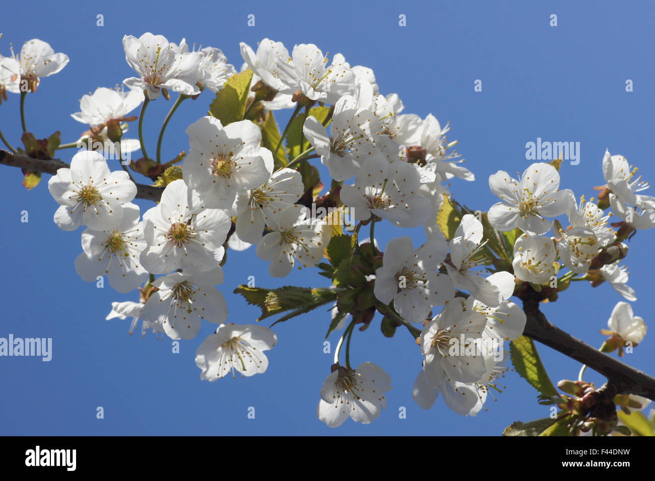 Wildkirsche Stockfoto