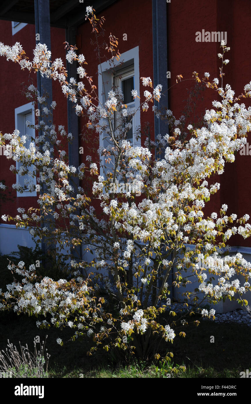 Shadbush Stockfoto