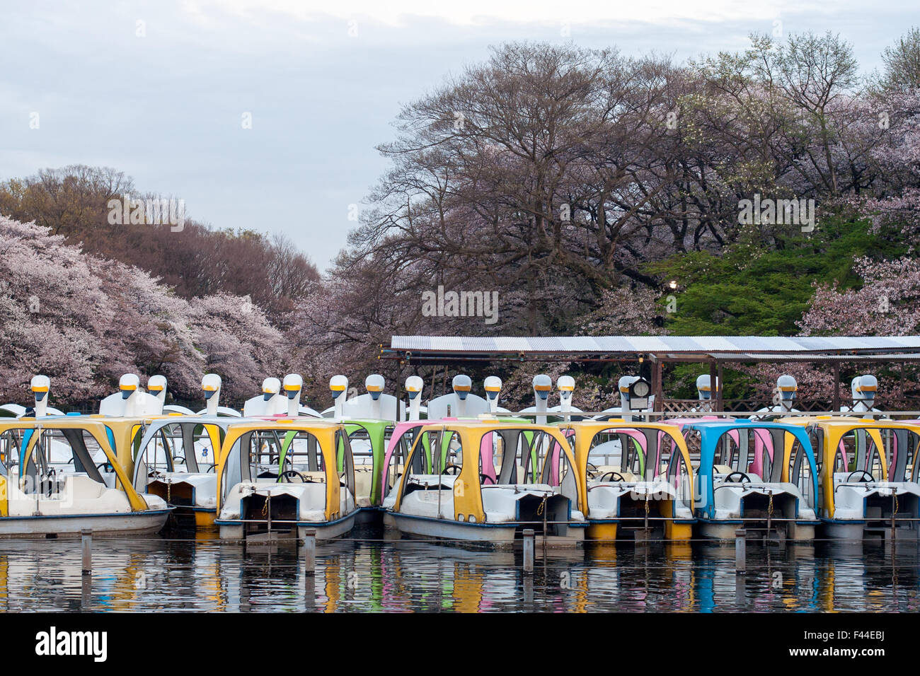 Bunte Schwan Booten mit Kirschblüte Sakura im Hintergrund Stockfoto