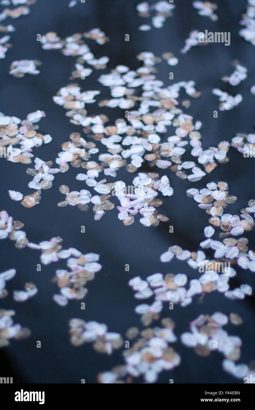 Japanische kirschblüte grafik -Fotos und -Bildmaterial in hoher