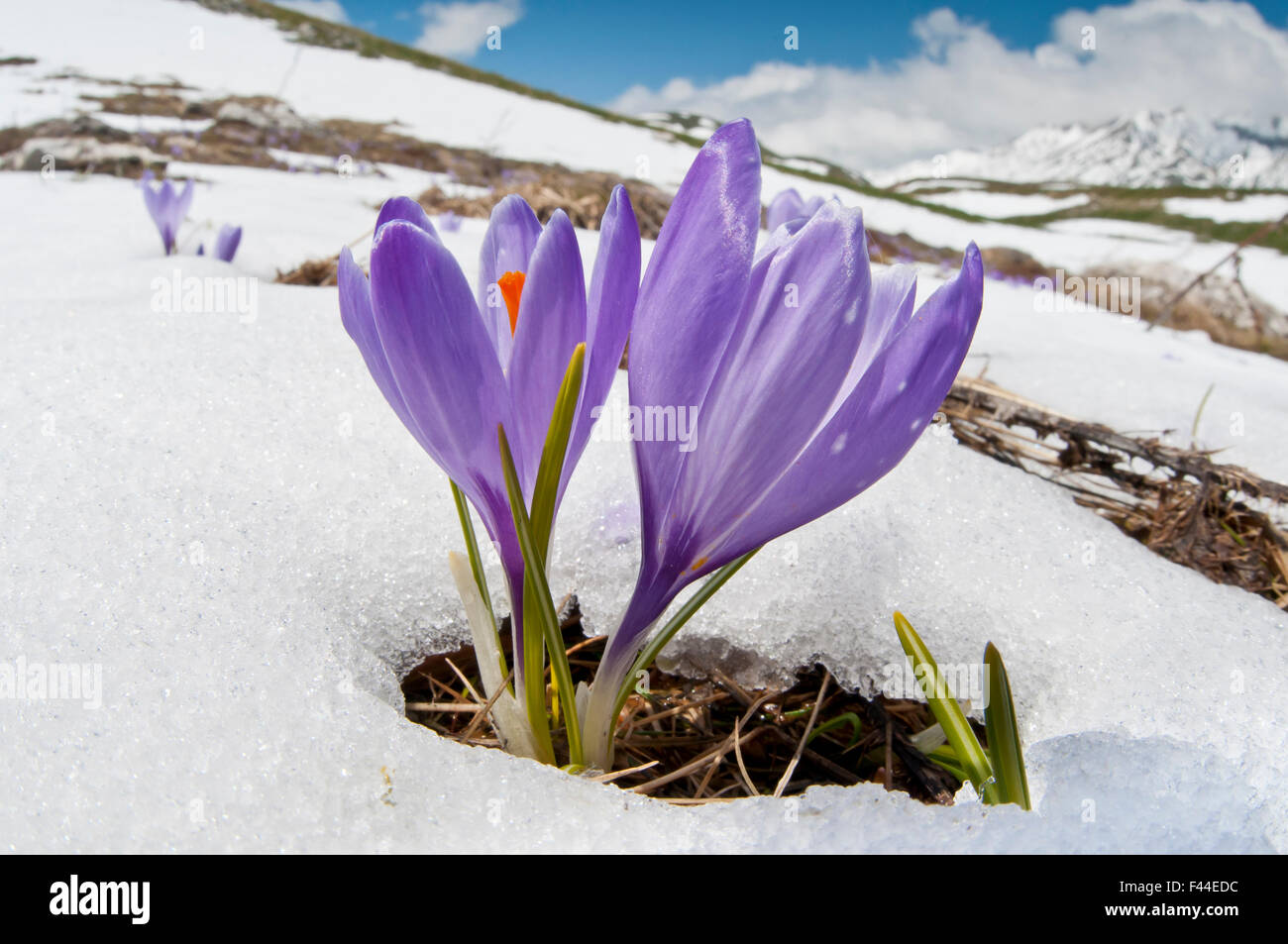 Krokus (Crocus Vernus) in Blüte im Schnee, Campo Imperatore, Gran Sasso, Appennines, Abruzzen, Italien, Mai Frühling Stockfoto