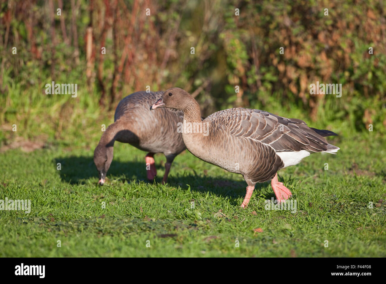 Pink-footed Gänse (Anser Brachyrhynchus). Vorderen Vogel in juvenilen, unreif oder ersten Winterkleid Center. Hinweis Rechnung Farbe. Stockfoto
