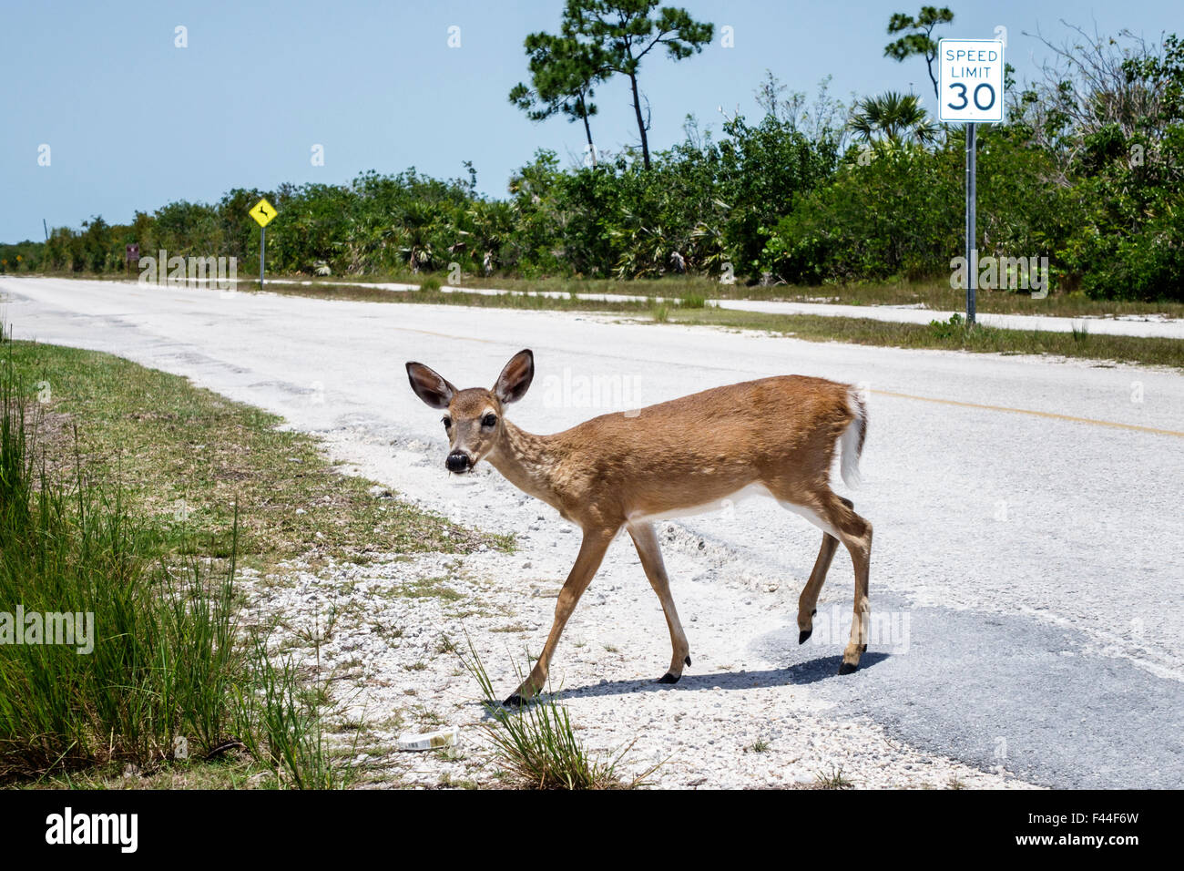 Florida Keys, Big Pine Key, Key Deer Boulevard, Odocoileus virginianus clavium, gefährdet, Seeschwanz, FL150510017 Stockfoto