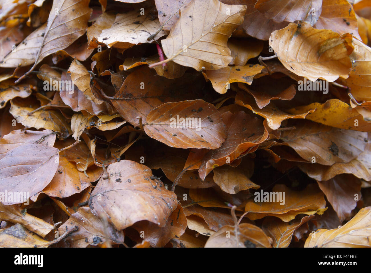 Laub-Blätter Stockfoto