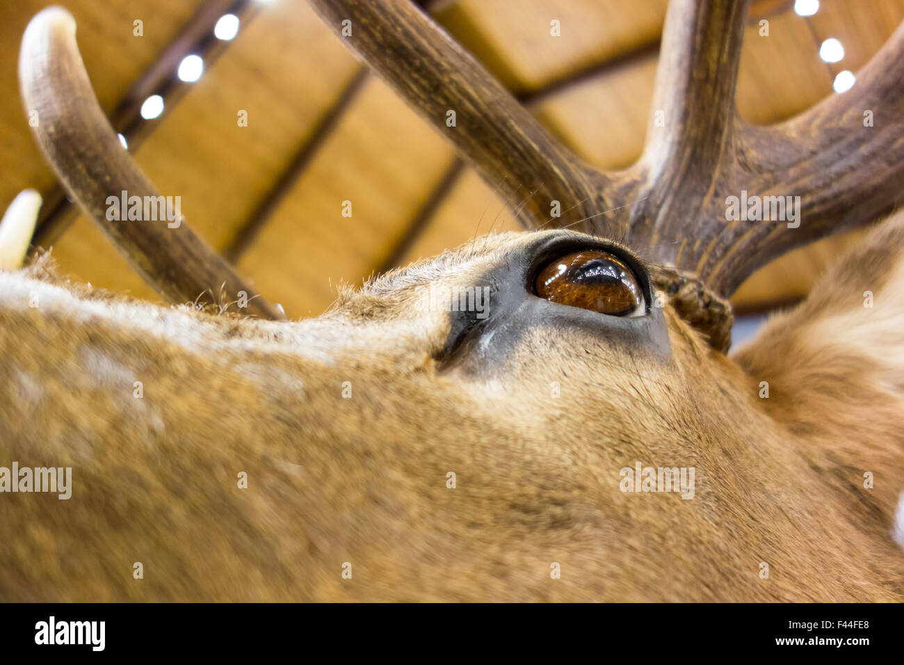 Präparatoren gefüllte Reh Bock Stockfoto