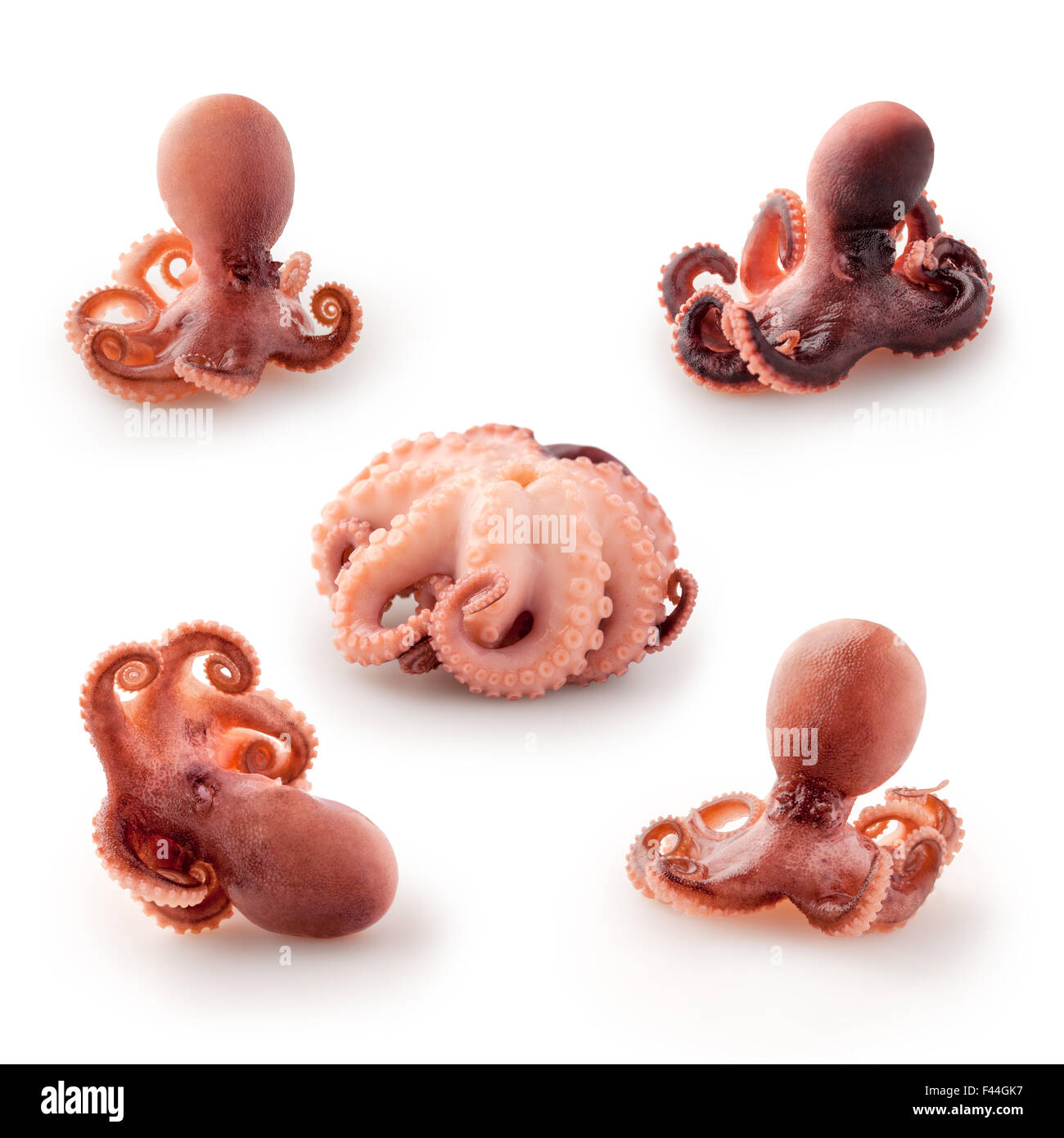 Kleine Tintenfische. Stockfoto