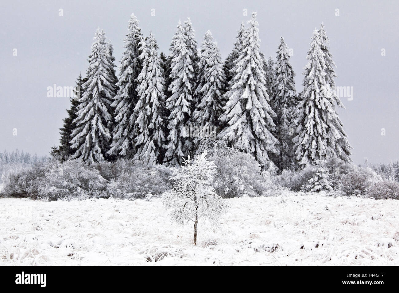 Nadelbäume in verschneiter Landschaft, in der Nähe von Baraque Michel, belgische Ardennen, Januar 2010 Stockfoto