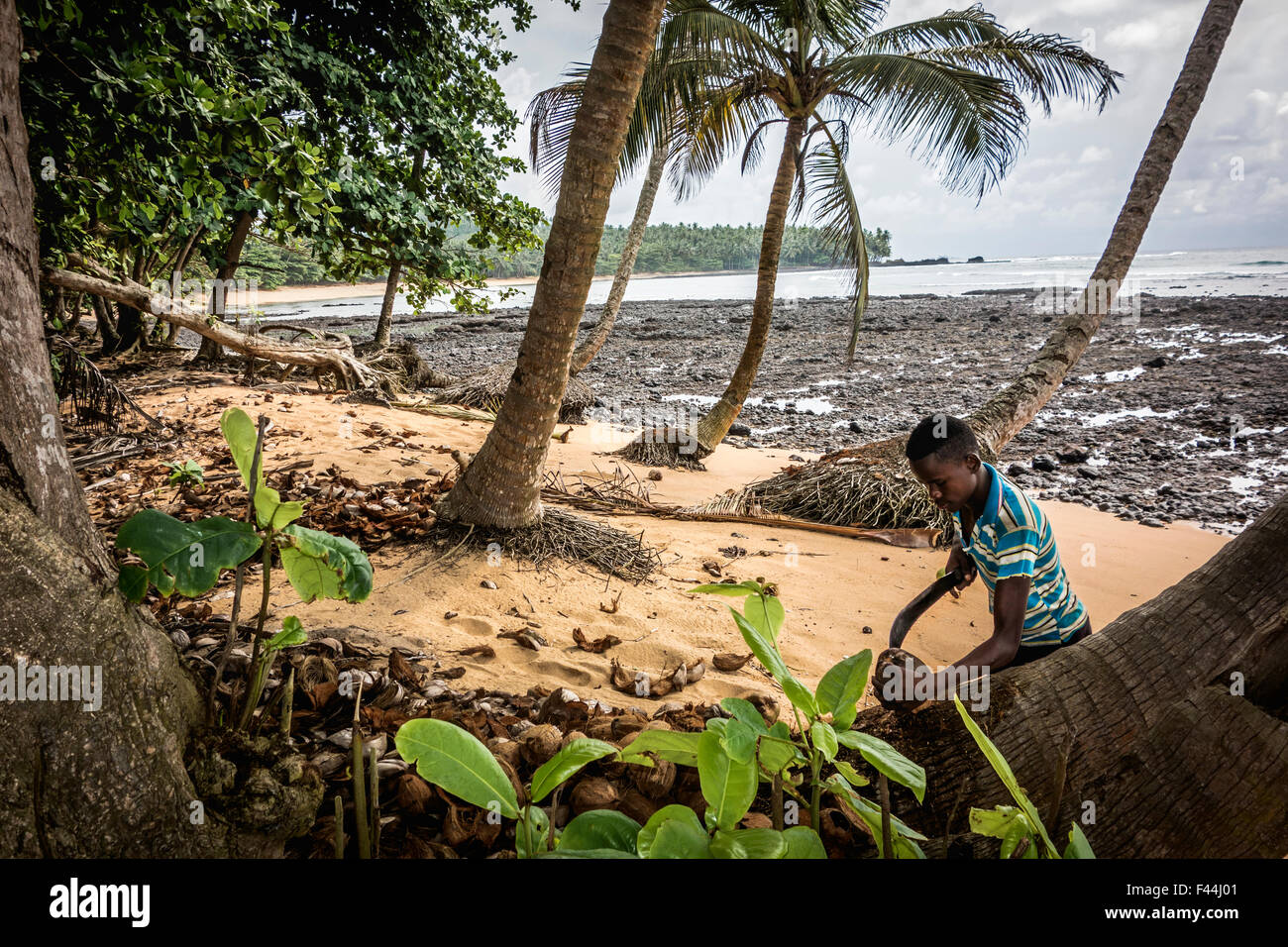 Pflücken Kokosnüsse am Strand von Sao Tome Stockfoto