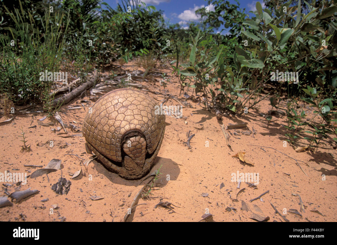 Drei-banded Armadillo (Tolypeutes Tricinctus) eingerollt eine defensive Ball, Cerrado Bundesstaat Piauí, Nordosten von Brasilien. Stockfoto