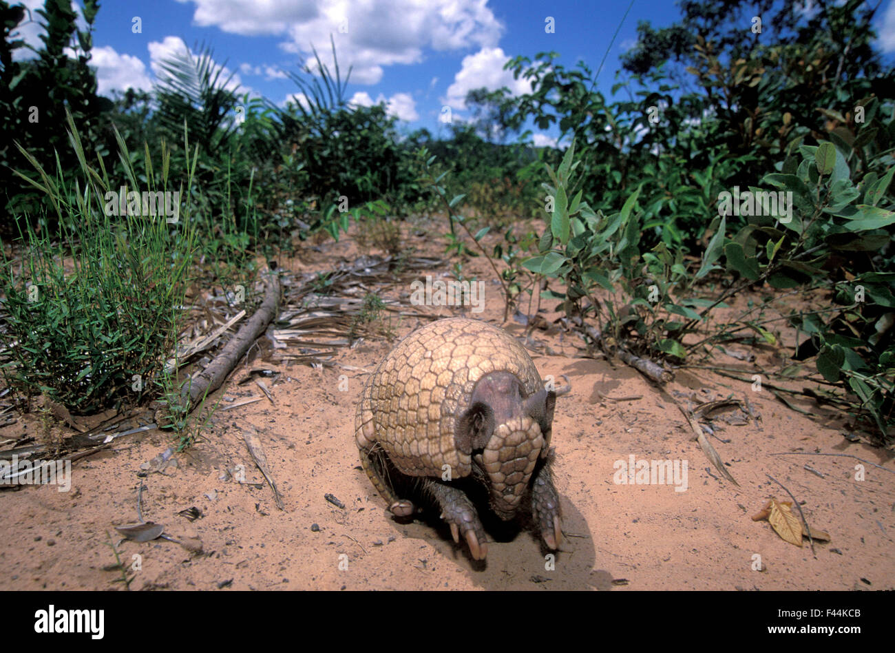 Drei-banded Armadillo (Tolypeutes Tricinctus) entstehende defensive Kugel, Cerrado Bundesstaat Piauí, Nordosten von Brasilien. Stockfoto