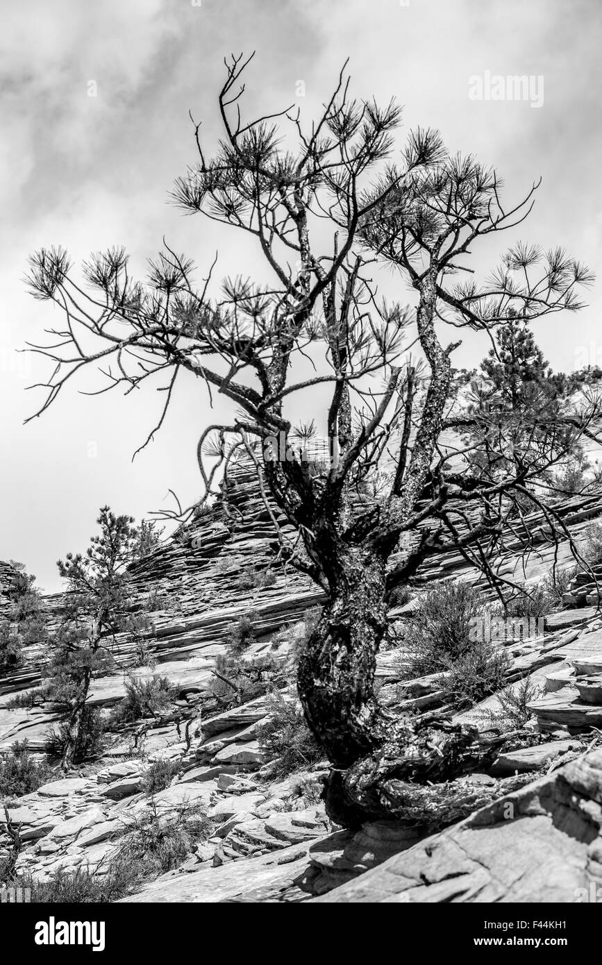 Zion-Canyon-Nationalpark, Utah Stockfoto