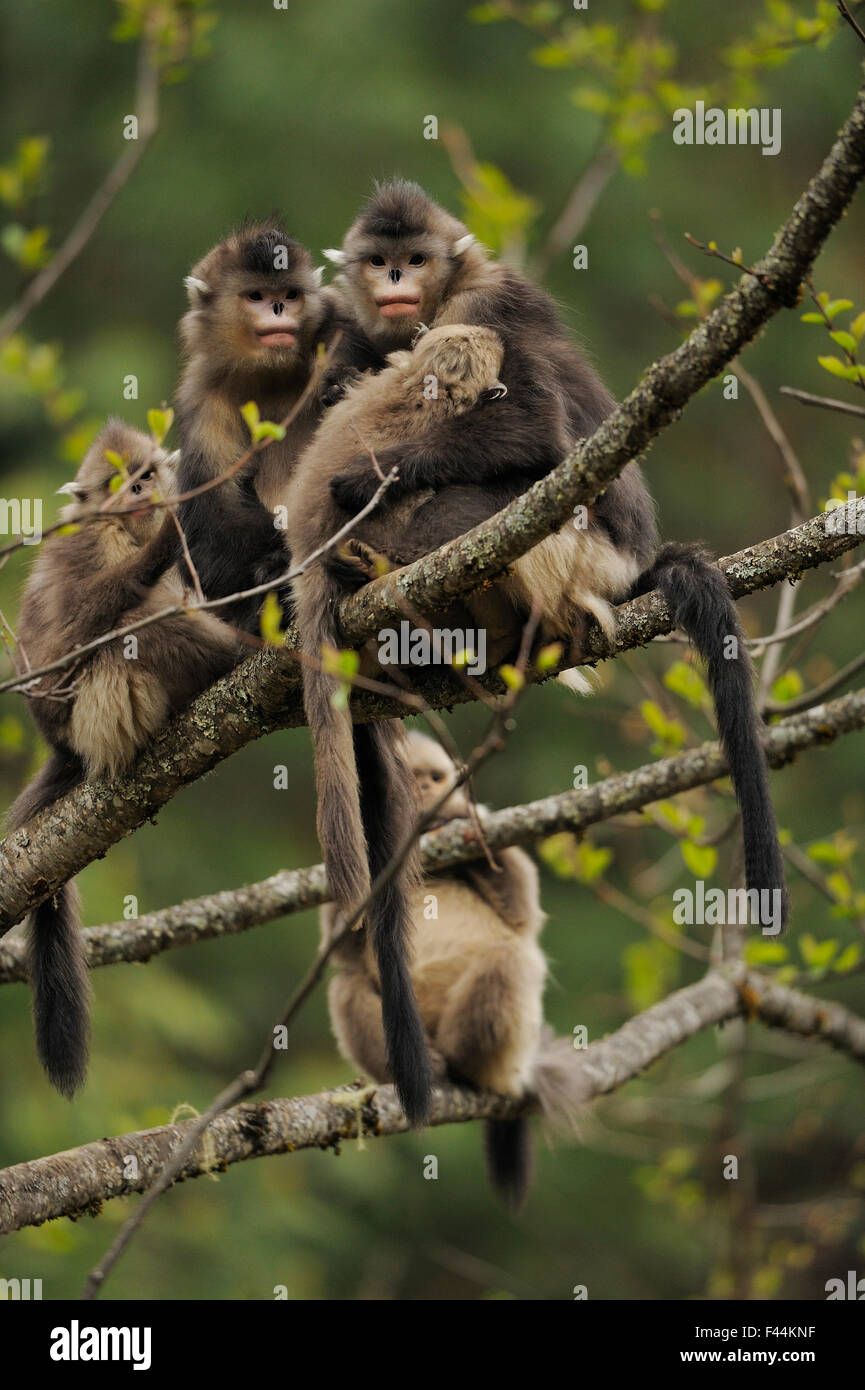 Yunnan stupsnasige Affe (Rhinopithecus Bieti) Gruppe mit zwei Erwachsenen und drei Babys, Ta Chen NP, Provinz Yunnan, China Stockfoto