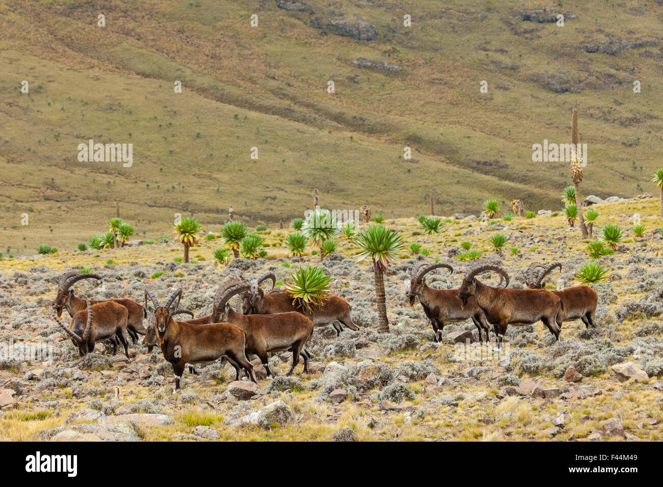 Walia Ibex (Capra Walie) Herde, Nationalpark Simien Mountains, Äthiopien Stockfoto