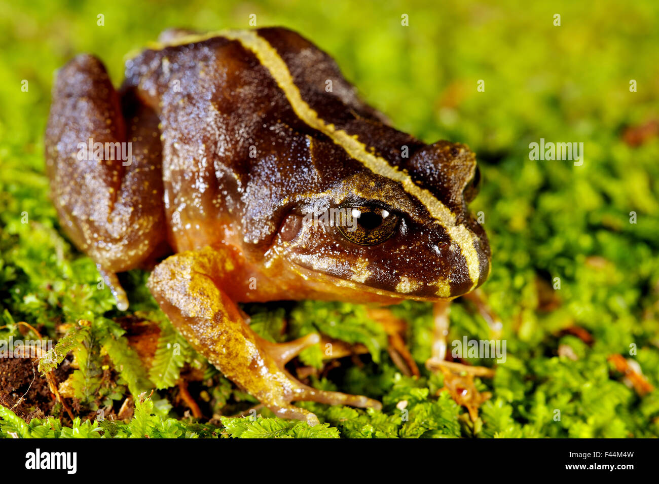 Valdivia Boden Frosch (Eupsophus Vertebralis) Oncol Park, Chile, Januar Stockfoto