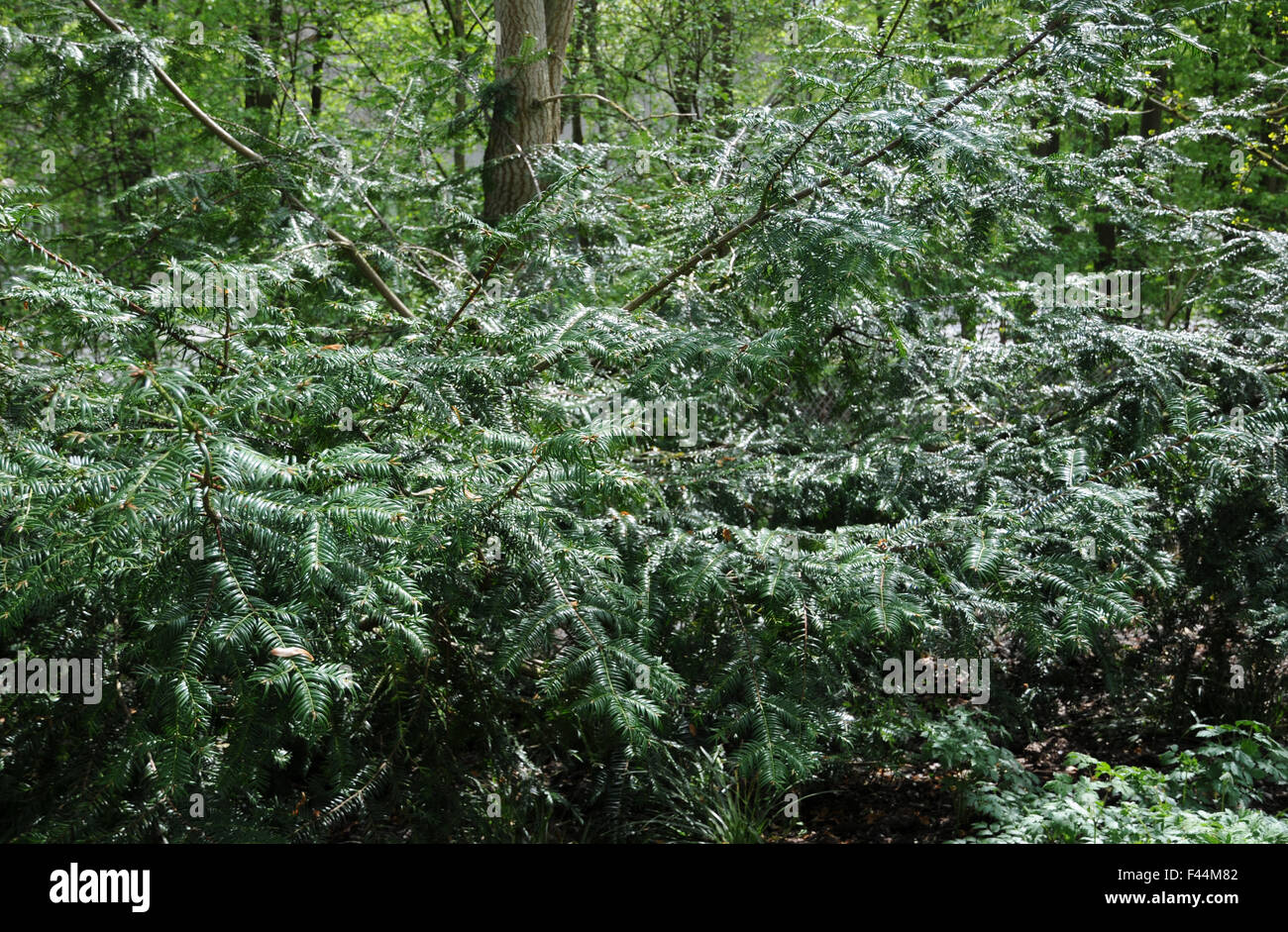 Japanische Muskatnuss-Eibe Stockfoto