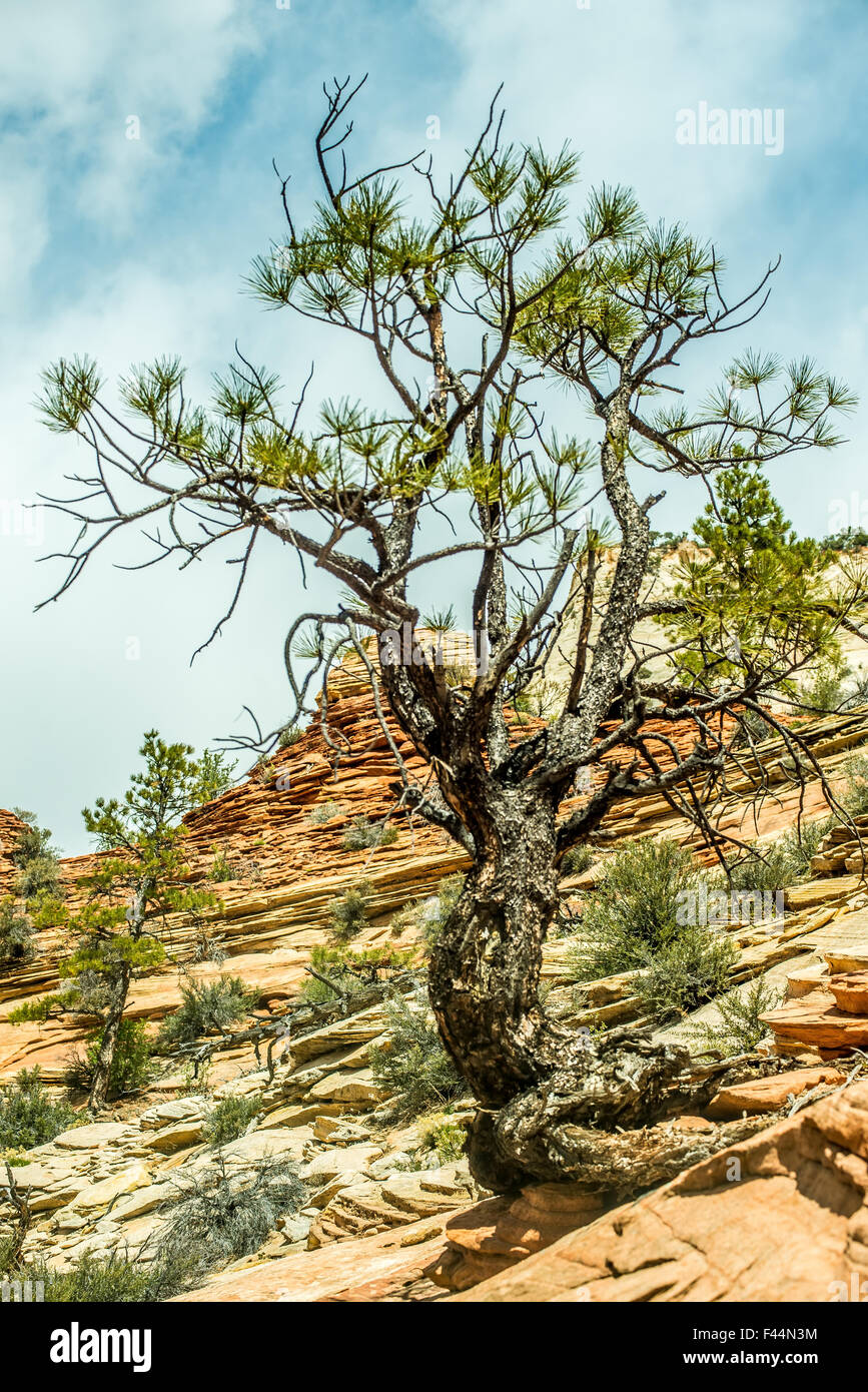Zion-Canyon-Nationalpark, Utah Stockfoto