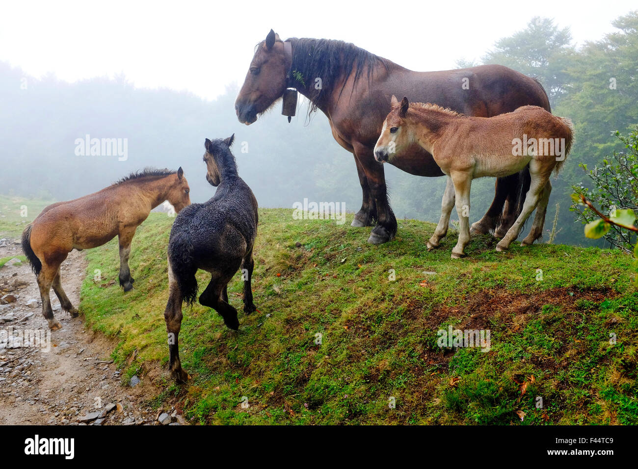 Freilandhaltung Pferde in der Nähe von Roncesvalles am Jakobsweg (Camino de Santiago), Navarra, Spanien Stockfoto