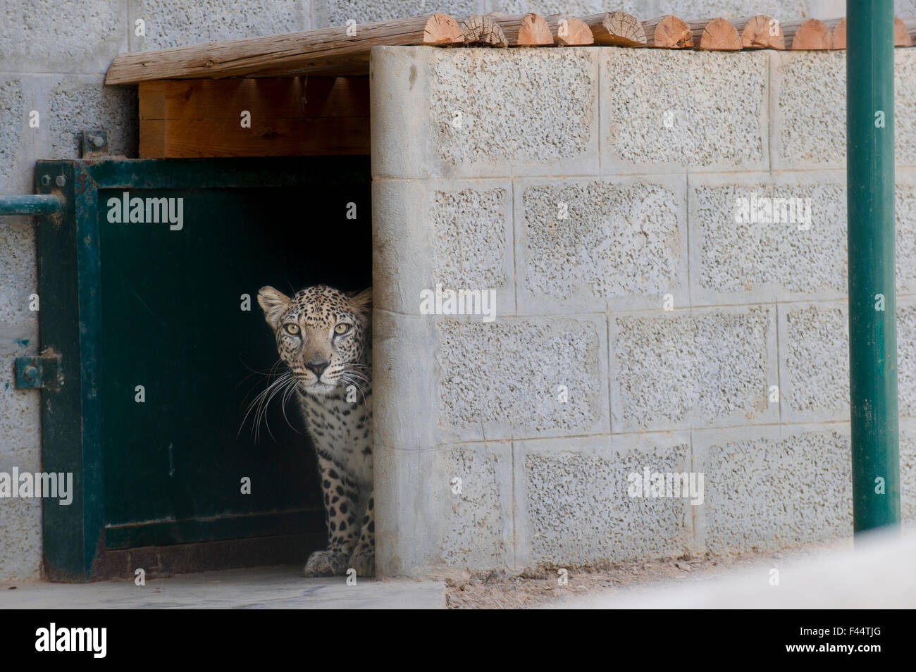 Männliche Arabische Leopard (Panthera Pardus Nimr) mit Blick auf seine Links am Arabian Wildlife Centre & Gefangenschaft Zuchtprojekt, Sharjah, Vereinigte Arabische Emirate. März 2013 Stockfoto