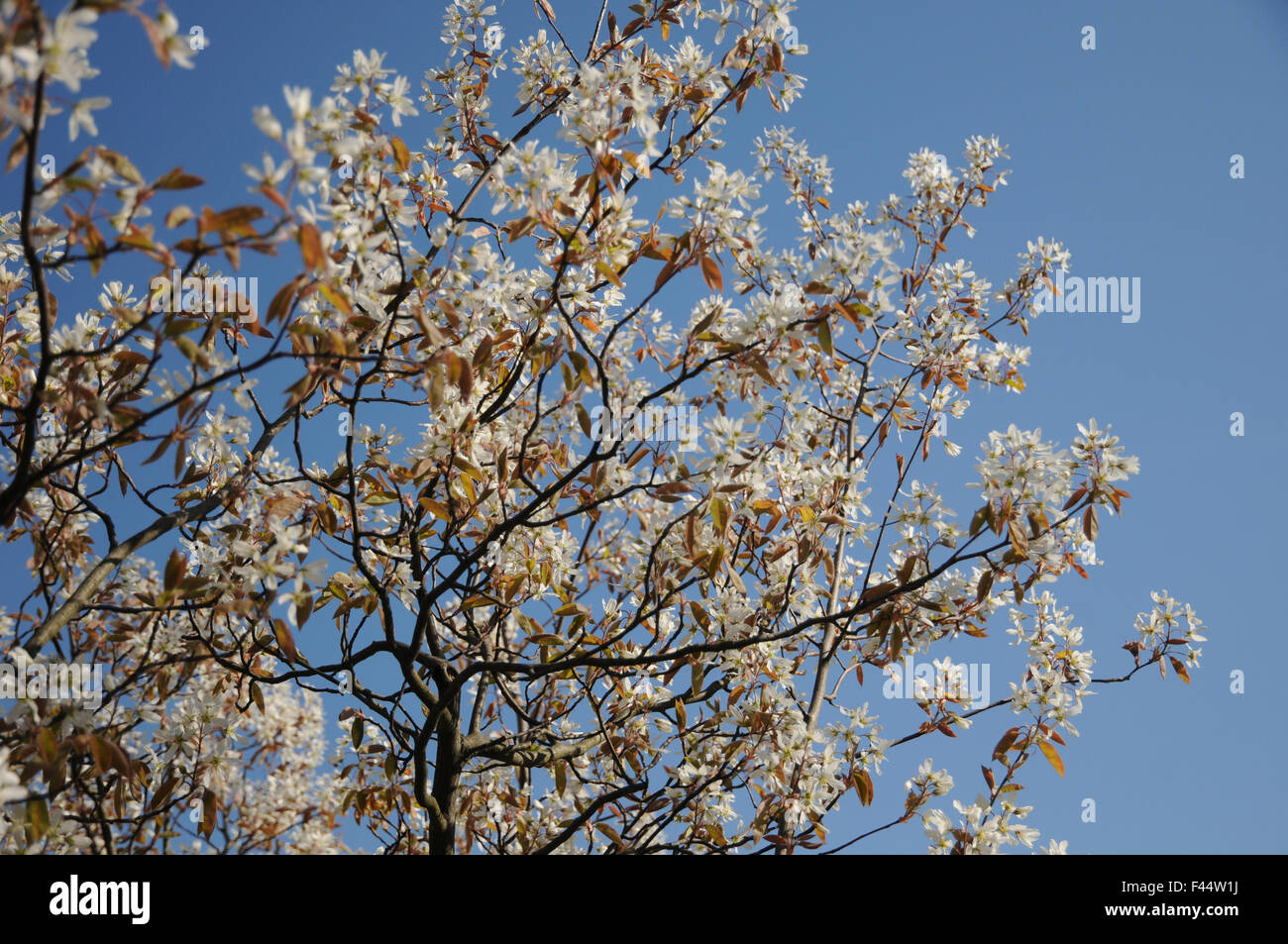 Shadbush Stockfoto