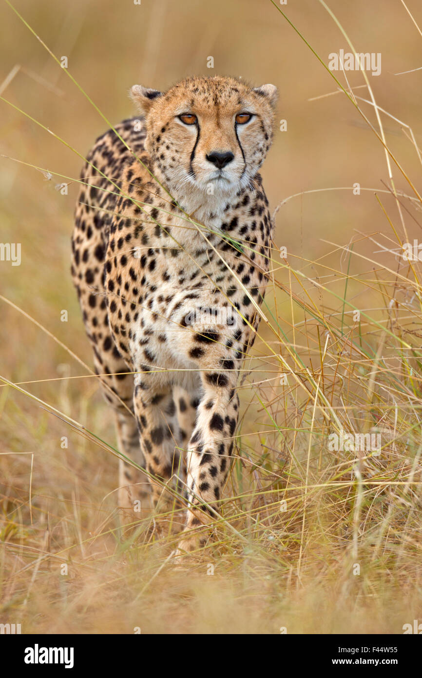 Gepard (Acinonyx Jubatus) weiblich Jagd, Massai Mara, Kenia, Afrika Stockfoto