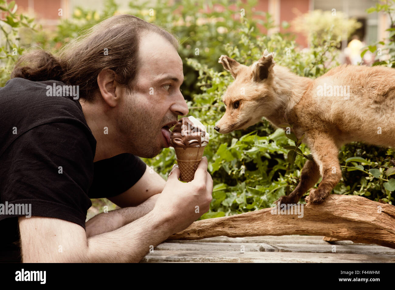 Softeis mit Fox Stockfoto