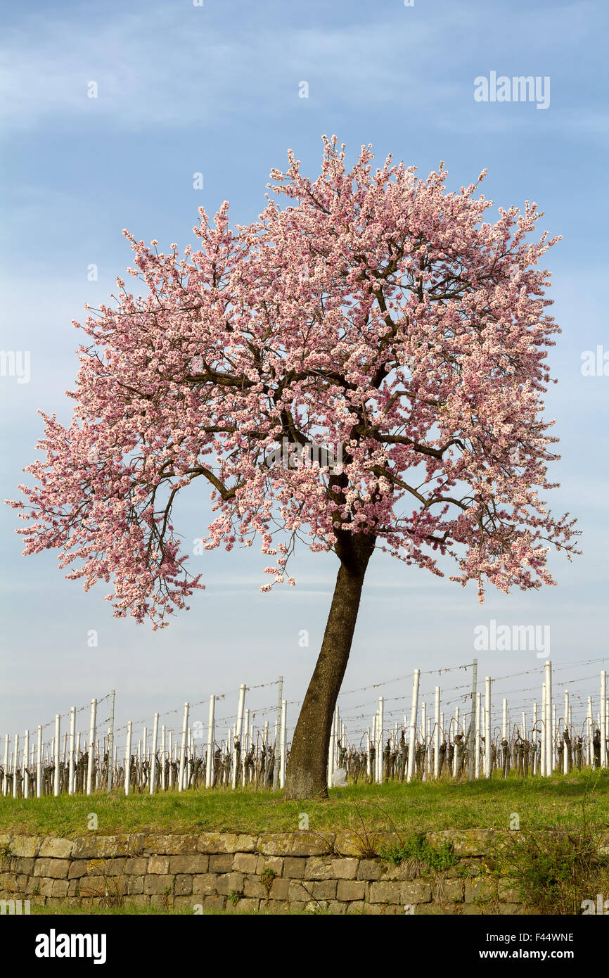 Blühender Mandelbaum (Prunus Dulcis) Stockfoto
