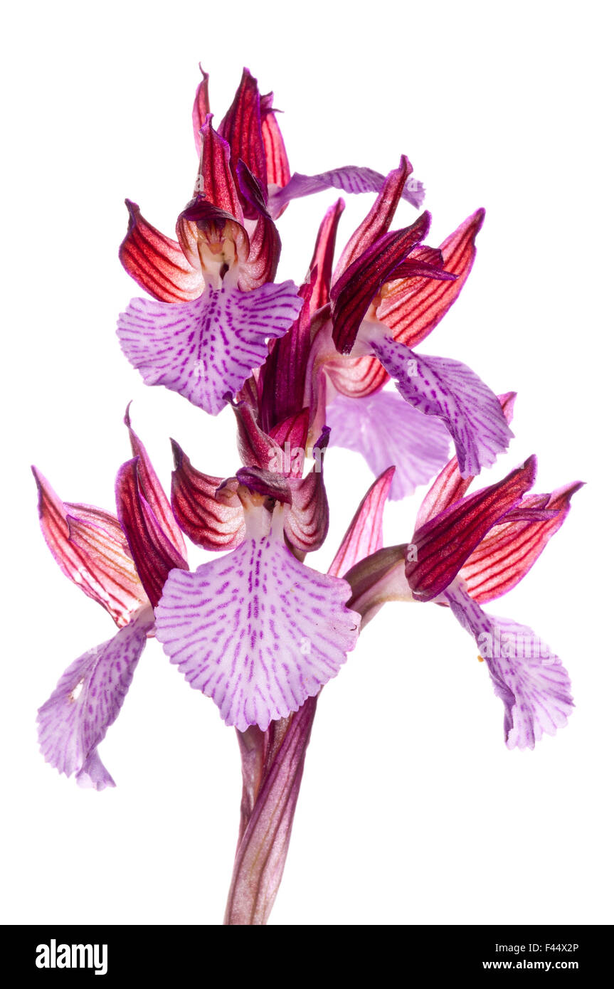 Schmetterling Orchis (Anacamptis Papilionacea Var Grandiflora / Orchis Papilonacea) in Blüte, Grünland in der Nähe von Ferla, Sizilien, Mai. Meetyourneighbours.NET Projekt Stockfoto