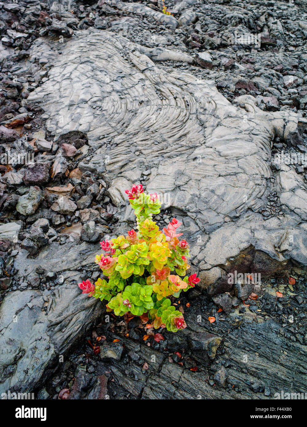 ʻŌhiʻa Lehua; Metrosideros Polymorpha; Lehua; wächst in Lava Felsen Felder, Hawai ' i Volcanoes National Park, Big Island, Hawaii Stockfoto