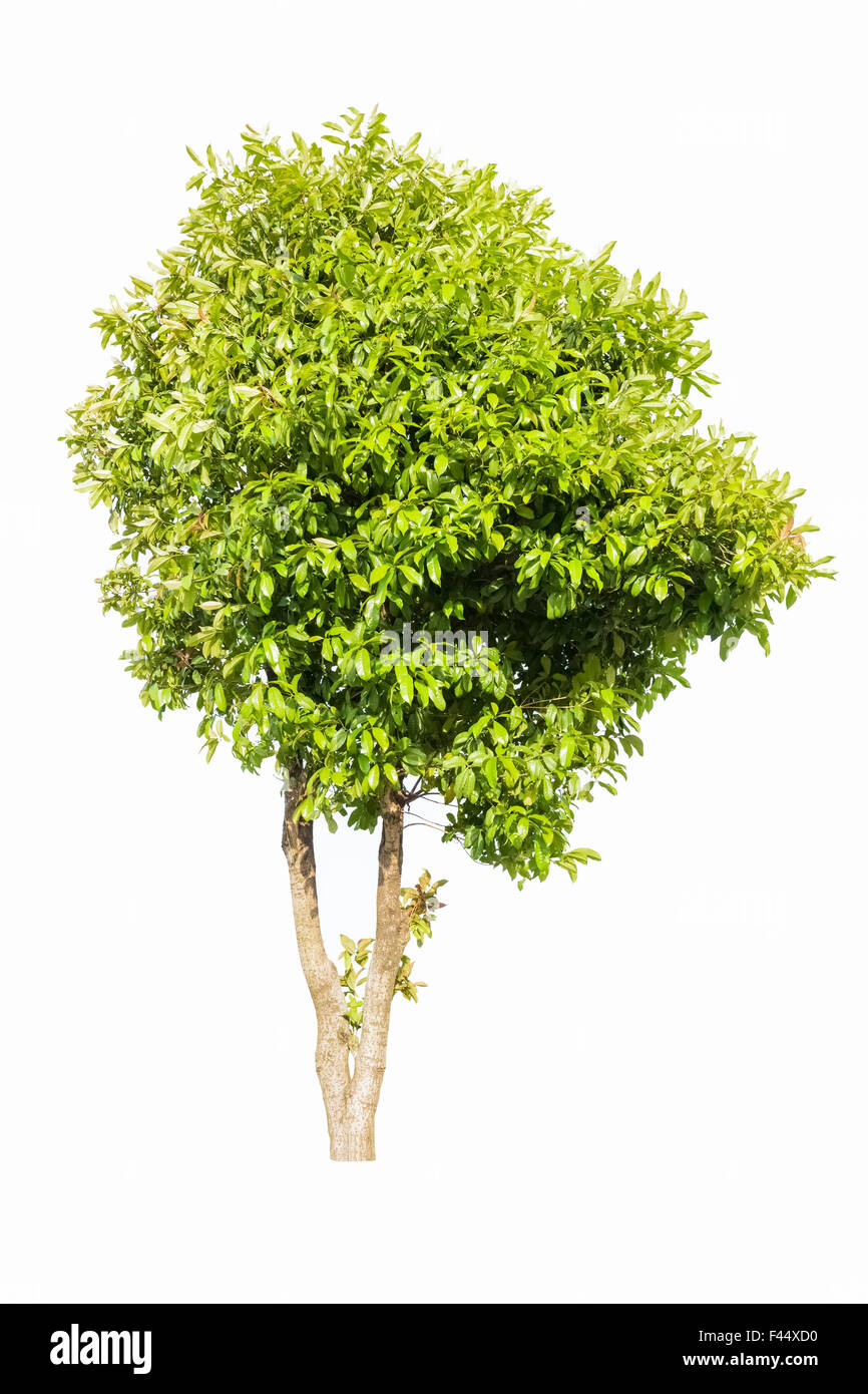 Baum, isoliert Stockfoto