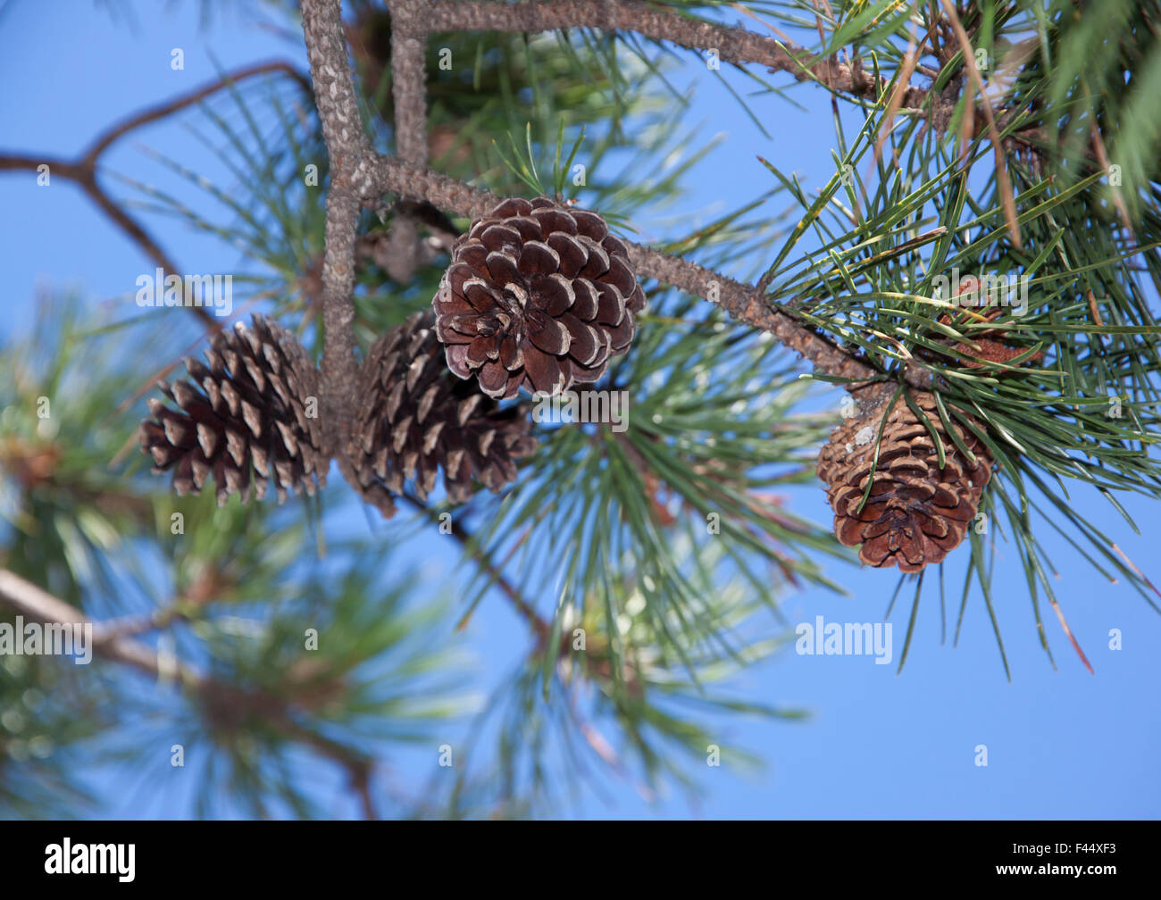 Pech-Kiefer (Pinus Rigida) Zapfen und Nadeln auf Niederlassungen in Massachusetts, USA. Stockfoto