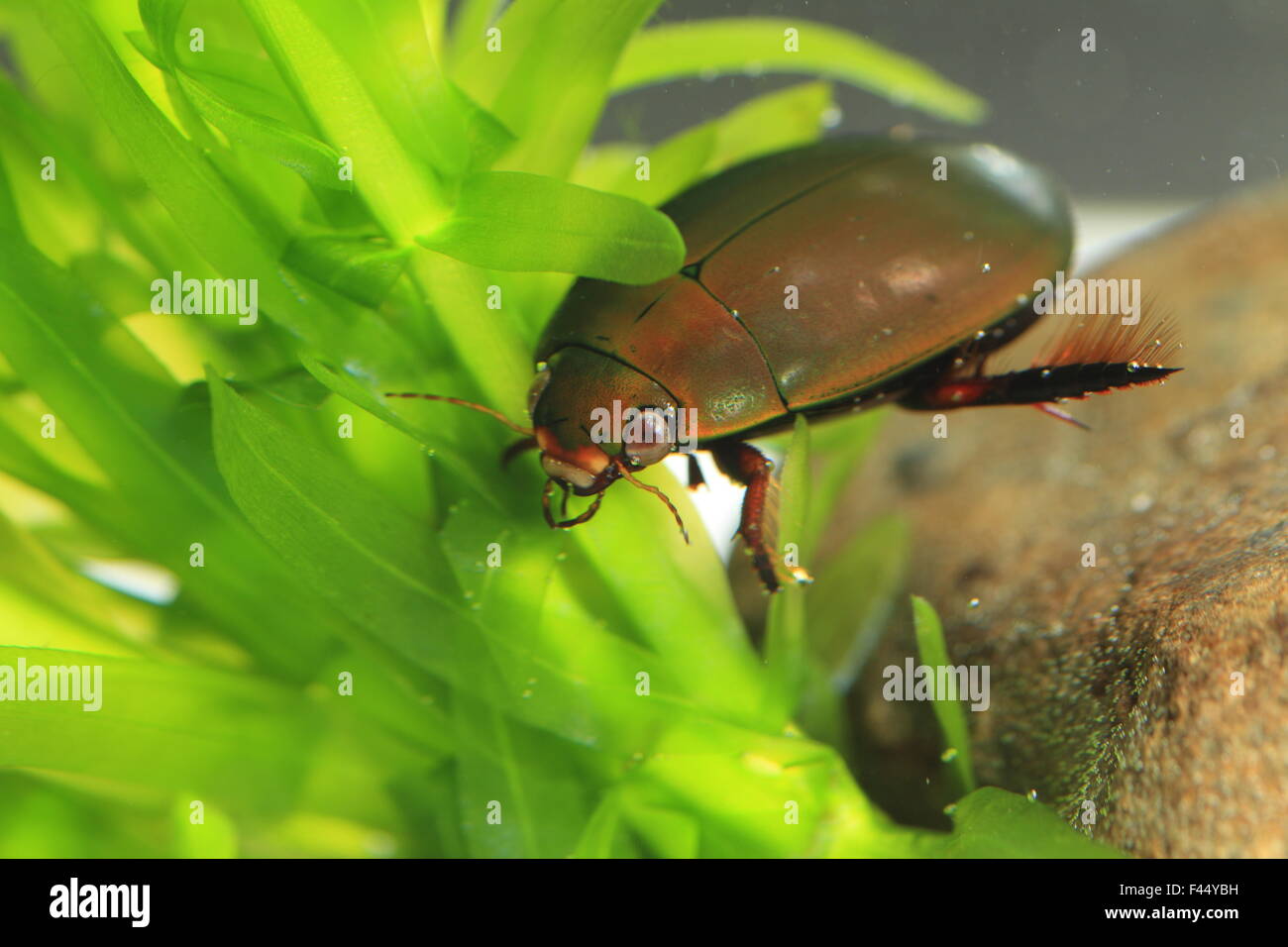 Japanische schwarz Diving Beetle (Cybister Brevis) in Japan Stockfoto