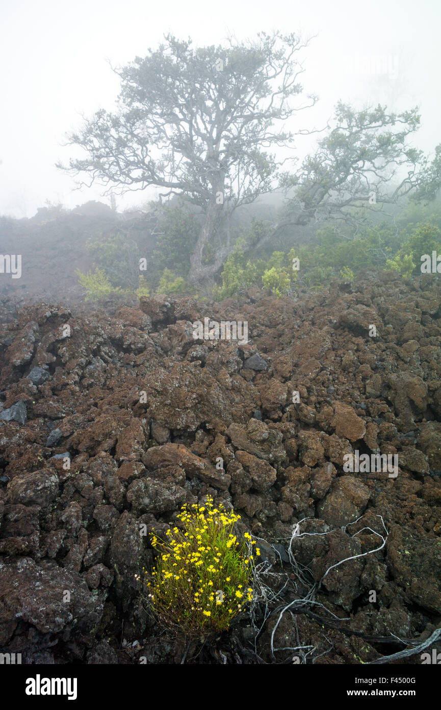 Nebel auf Weidenröschen; Senecio Madagascariensis; Gänseblümchen; wächst in Lava Rock-Felder in der Nähe von Mauna Loa Road, Hawai ' i Volcanoes NP Stockfoto