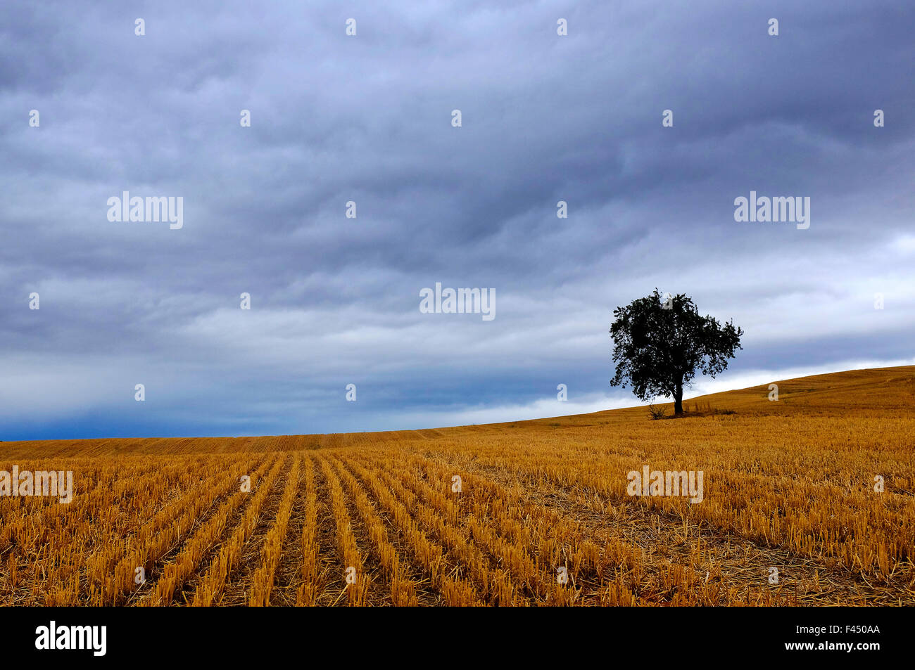 Baum in einen abgeernteten Weizenfeld in Villamayor de Monjardin, Navarra, Spanien Stockfoto