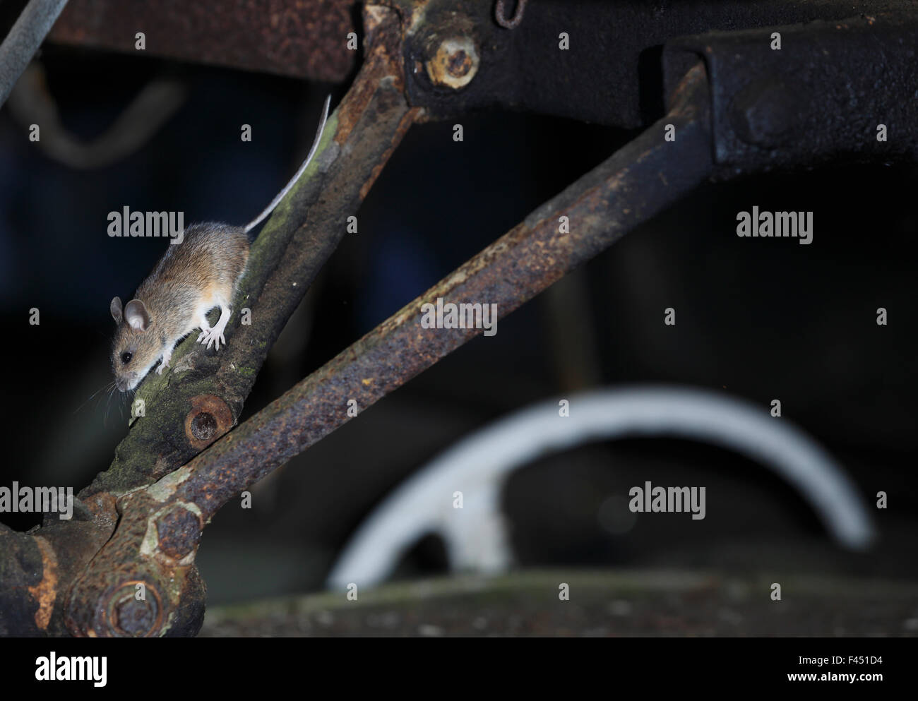 Waldmaus (Apodemus Sylvaticus) in ein altes Auto, Bastnas, Schweden, Februar. Gewinner des Fritz Polking Prize an der GDT Wettbewerb 2013 und Sieger in der Kategorie Portfolio im Melvita Natur Bilder Awards Wettbewerb 2014. Stockfoto