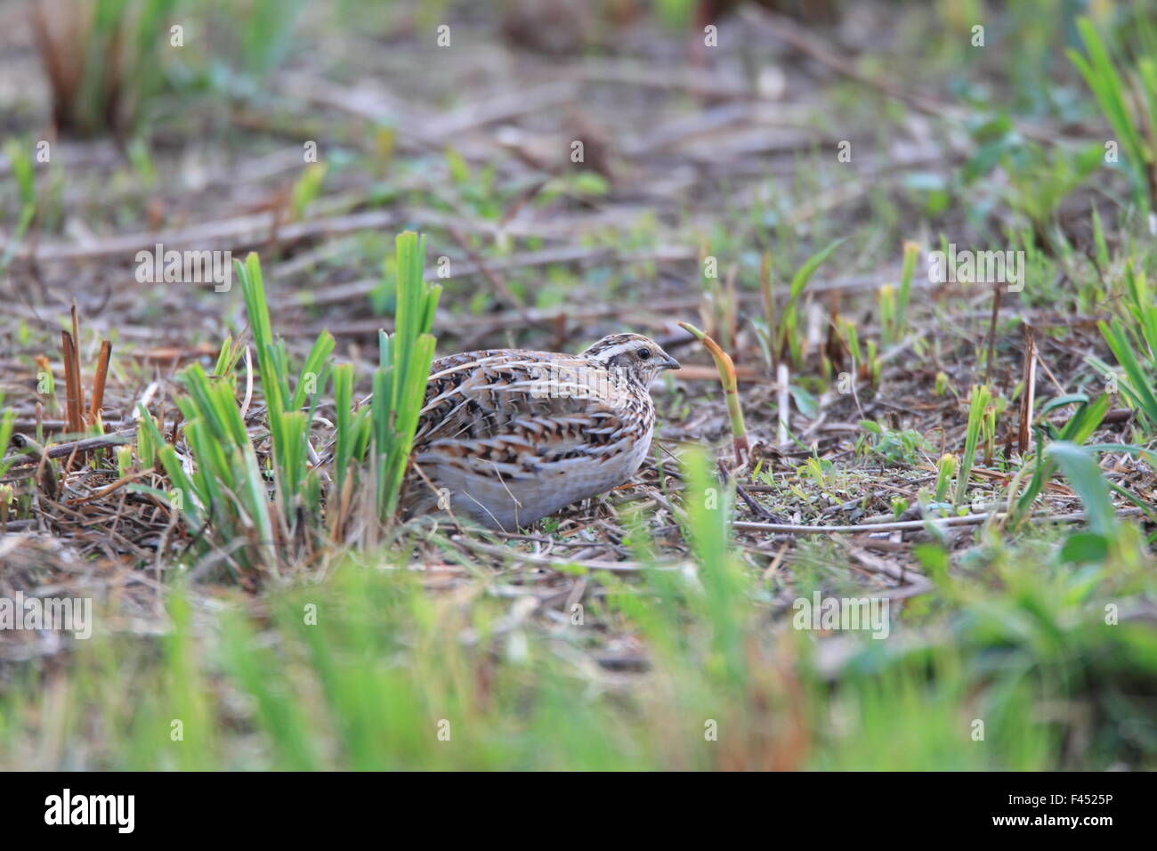 Japanische Wachteln (Coturnix Japonica) in Japan Stockfoto