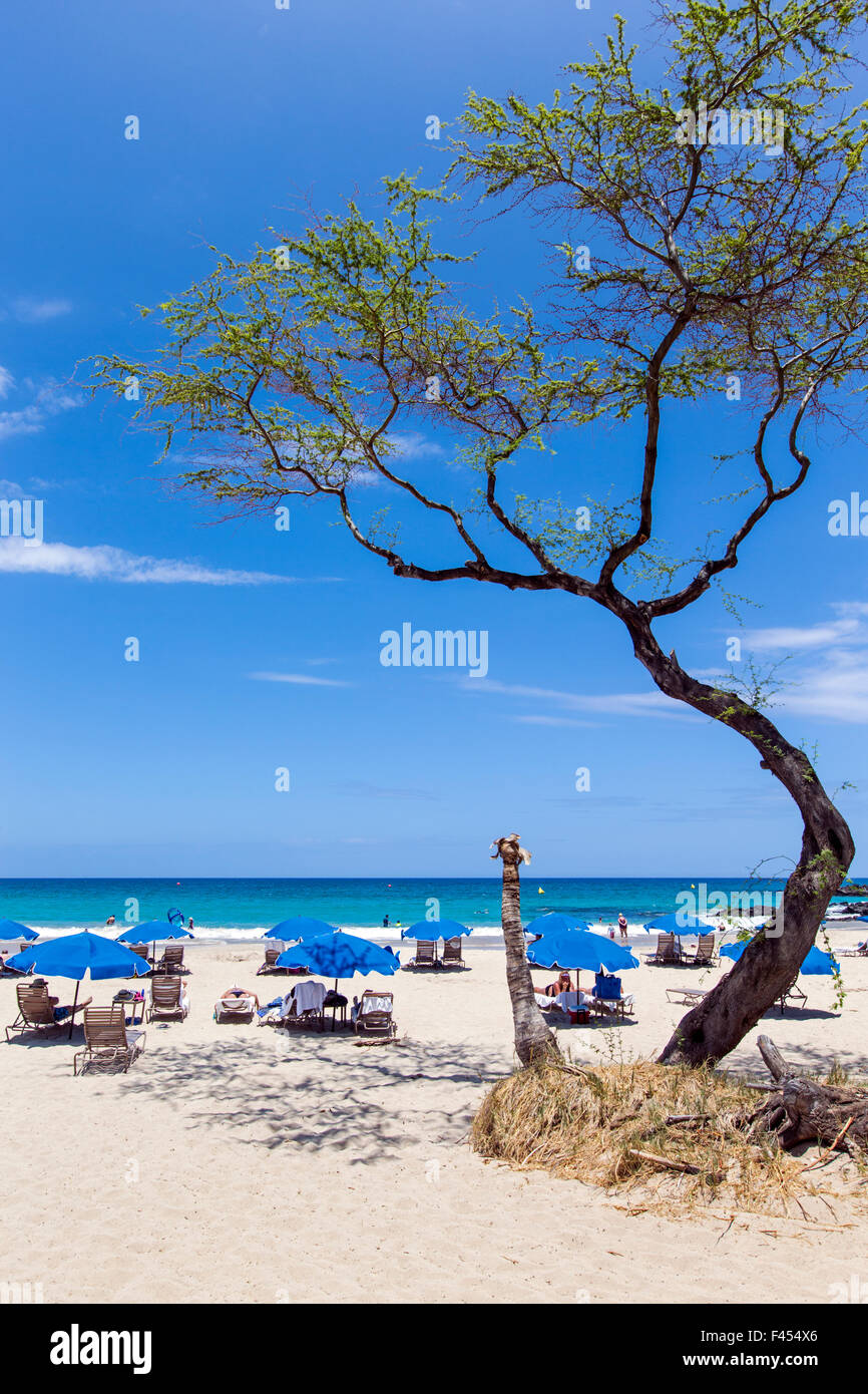 Kiawe Baum, Hapuna Beach, Kohala Coast, Hawaii, USA Stockfoto