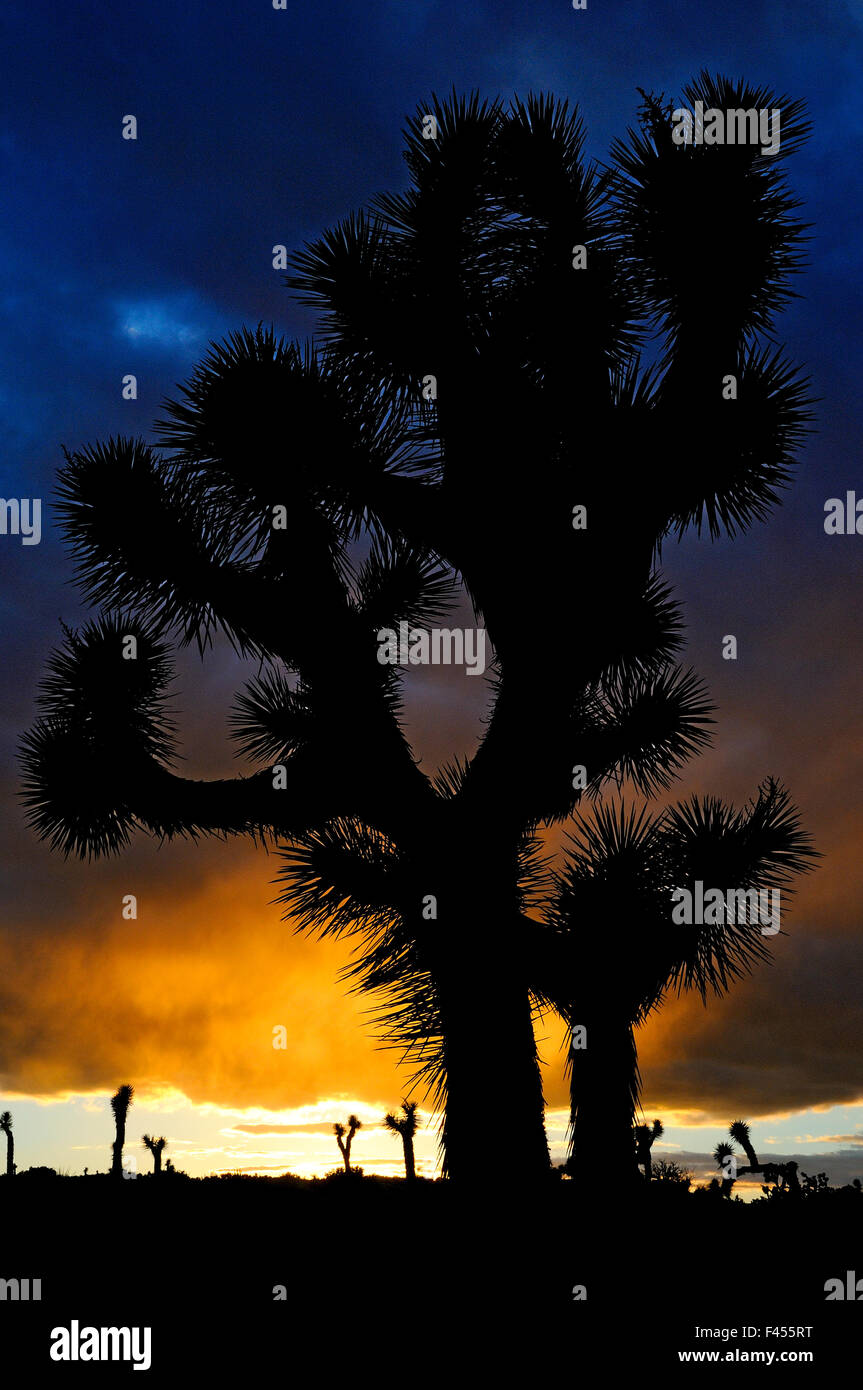 Silhouettte Joshua Tree (Yucca Brevifolia) bei Sonnenuntergang, Joshua Tree National Park, Mojave-Wüste, Kalifornien, USA, Januar 2013. Stockfoto