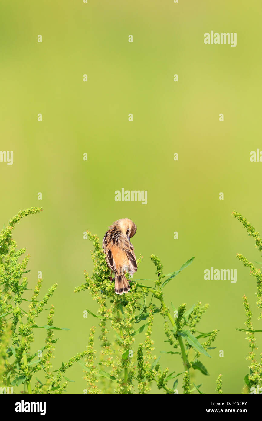 Die drolligen Cistensänger oder gestreift Fantail Warbler (Cistensänger kommt) singende Männchen in Japan Stockfoto