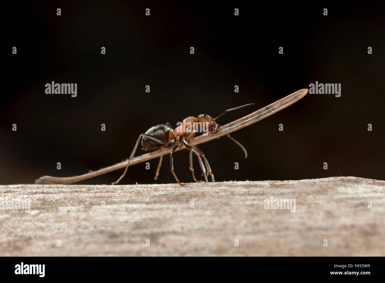 Rote Waldameise (Formica Rufa) tragen Bau Material auf Ameisenhaufen (Tanne Nadel), Deutschland. Stockfoto