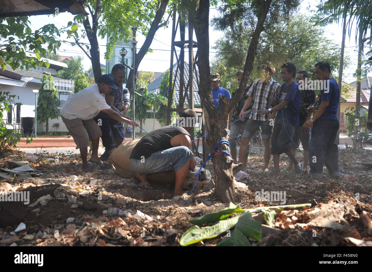 Indonesische Moslems versuchen, eine Kuh zu kontrollieren, bevor es im Eid al-Adha-Tag am 24. September 2015 in Makassar, Indonesi geschlachtet wurde Stockfoto