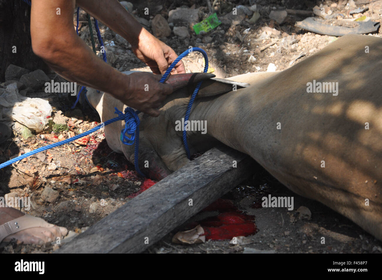 Eine Kuh wird geschlachtet in Eid al-Adha am 24. September 2015 in Makassar, Indonesien. Stockfoto
