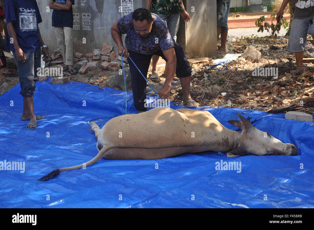 Eine indonesische Moslems lösen die Krawatte auf Opfer Kuh während Eid Al-Adha Feier. Stockfoto